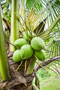 年轻的椰子树/新鲜的绿色椰子棕榈树热带水果在植物在花园的水果在夏天