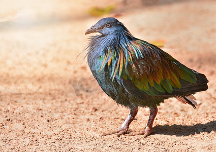 Nicobar鸽子鸽子站在地上的野生动物鸟/五颜六色的羽毛鸟