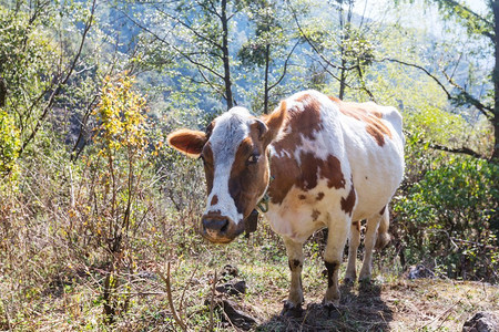 兰乔摄影照片_草地上的奶牛