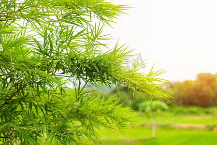 落日背景上的竹叶/田野农业上的绿色竹子