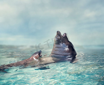 海狮宝宝和妈妈在水中