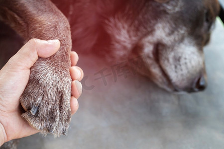 宠物主人摄影照片_主人抚摸他的狗，手握爪子狗是采取握手在一起，而他是睡觉或休息与闭着眼睛。空白的文本。