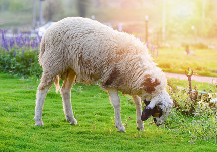 羊放牧在绿色领域在牧羊场与美丽的花花园和农业在夏天