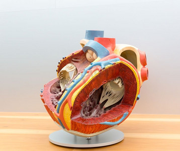 人体心脏的解剖模型。医学海报，医学教育理念