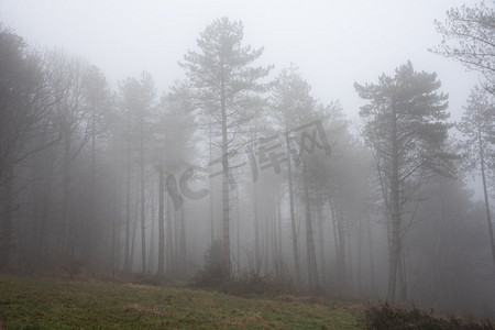 美丽的大气秋天雾早晨风景图像在厚的密集的林地