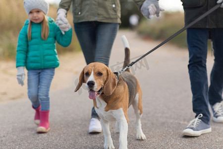 秋天散步摄影照片_家庭、宠物和人的概念-母亲、父亲和小女儿牵着比格犬在秋天散步。秋天带着狗散步的家庭