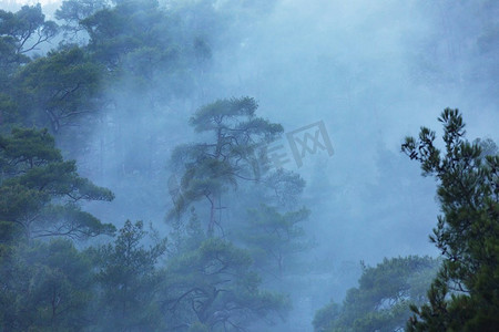 迷雾森林摄影照片_魔法迷雾森林。美丽的自然景观。