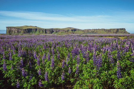 风景大片摄影照片_冰岛维克的羽扇豆花田。阿拉斯加羽扇豆大片风景。