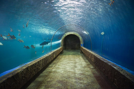 水底慢慢升起的气泡摄影照片_水族馆水底的鱼隧道/不同类型的鱼在水族箱游泳