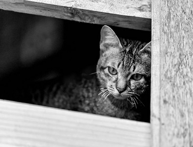 猫悲伤沮丧的动物/亚洲小猫猫在窗口寻找外面等待主人