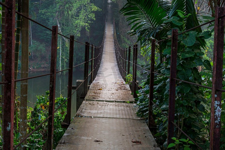 森林吊桥摄影照片_吊桥在丛林，斯里兰卡