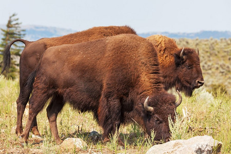小喇叭动图摄影照片_美国黄石国家公园的野生水牛