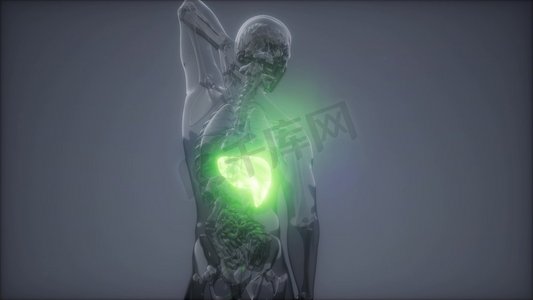 人体肝脏发光的科学解剖扫描人体肝脏放射学检查