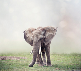 草原上行走的非洲象