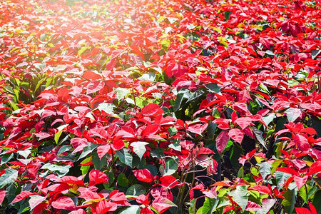 美丽的叶红色一品红背景开花在花园或圣诞节星花卉植物/Euphorbia pulcherrima