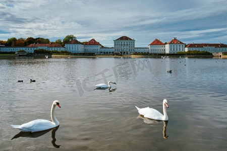 天鹅喷泉摄影照片_天鹅在宁芬堡宫殿前的池塘里。慕尼黑，巴伐利亚，德国。天鹅在宁芬堡宫附近的池塘。慕尼黑，德国