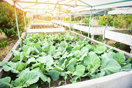 白菜在花园农场蔬菜温室