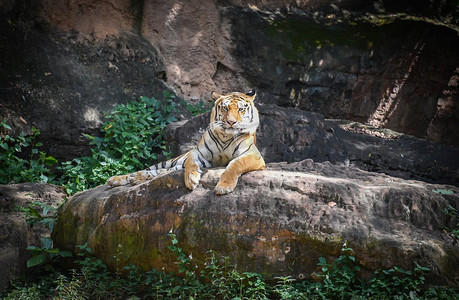 躺在岩石上的孟加拉虎/皇家老虎