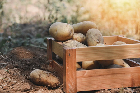 新鲜的马铃薯植株，收获成熟的马铃薯在木箱农产品从土豆地里