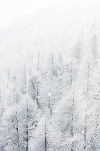 冬天风景与雪覆盖的树木的山林。冬季景观与森林