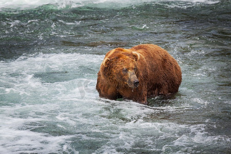 阿拉斯加，熊，惊人，美国