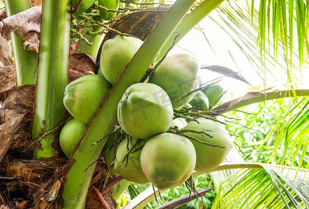 年轻的椰子树/新鲜的绿色椰子棕榈热带水果植物在花园里夏天