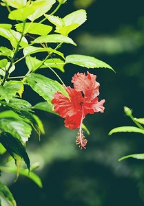 芙蓉花红色开花在花园在自然绿色背景热带花卉植物 