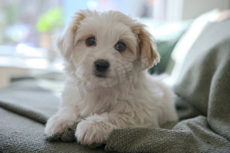 白色马耳他小狗比熊躺在沙发上玩具西高地白梗