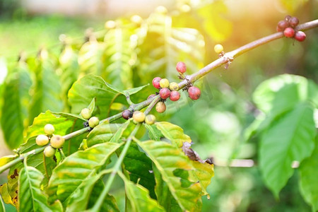 咖啡树上的有机绿咖啡豆用于收获，新鲜咖啡，红莓树枝