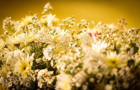 黄色调复古背景的白色菊花