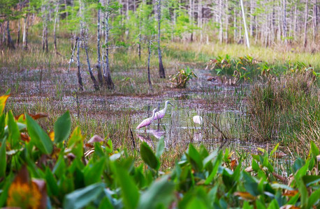 法案摄影照片_美国佛罗里达州大沼泽地国家公园的玫瑰琵鹭