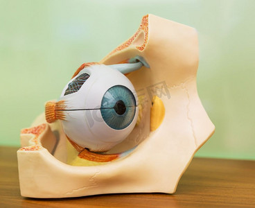 眼球揭破摄影照片_人眼解剖塑料模型。医学立场，眼球教育理念
