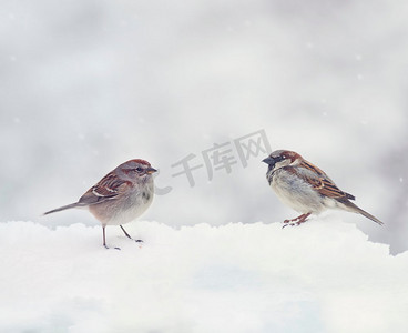 两只麻雀在冬天的雪地上