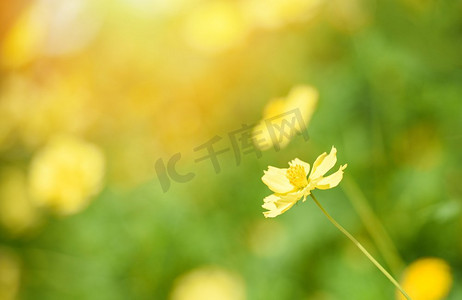 大自然黄色花领域模糊背景/黄色植物黄菊秋天的颜色美丽的在花园里