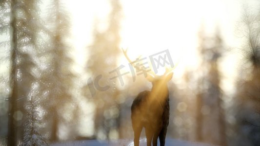 冬季鹿摄影照片_骄傲高贵的鹿男性在冬季雪山森林在山。冬日雪山里骄傲的公鹿