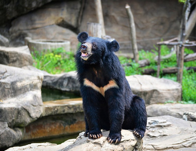 亚洲黑熊或亚洲黑熊胸部V形是野生动物保护区的白色羊毛