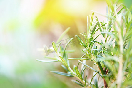 有机迷迭香植物生长在花园为提取物精油/新鲜迷迭香草本植物自然绿色背景，选择性焦点