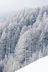 冬天风景与雪覆盖的树木的山林。冬季景观与森林