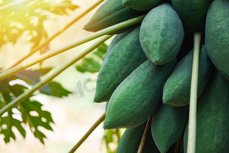 种植的青木瓜挂在有阳光的番木瓜树上，在花园农场农业中用来烹制流行于亚洲食品的木瓜沙拉