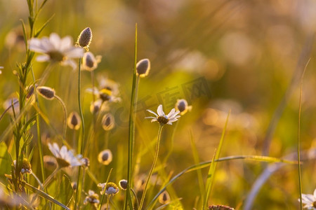阳光明媚的花草草地上。美丽的自然背景。自然界中的野生植物。