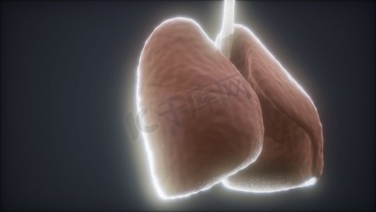 循环3D渲染的医学精确的人体肺部动画