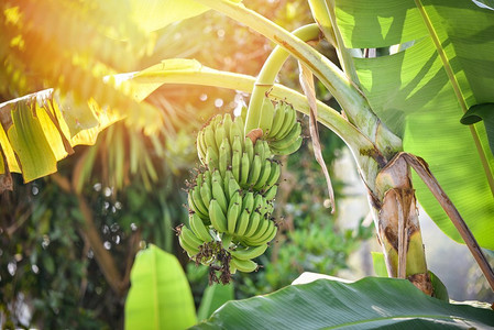 绿色香蕉在树在果园花园热带水果  