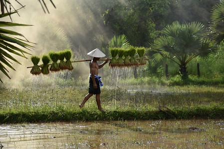 亚洲农民扛着稻子走在稻田里/泰国农村的满族农民在农田里种植农业
