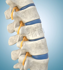人体器官图卡通摄影照片_显示腰椎变薄的人体腰椎模型。3D插图。显示腰椎变薄的人腰椎模型