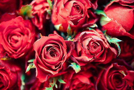 特写玫瑰背景花浪漫爱情情人节概念，五颜六色的鲜花盛开/天然新鲜的红玫瑰花束