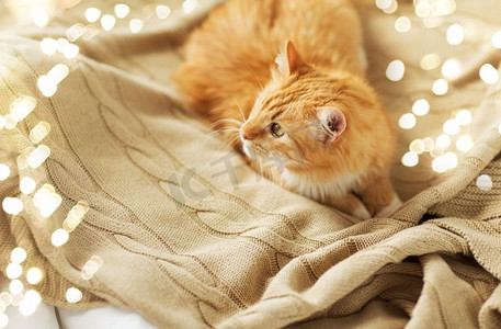 宠物和卫生概念-冬天，红色猫猫躺在家里的毯子上。冬天躺在家里毯子上的红猫猫