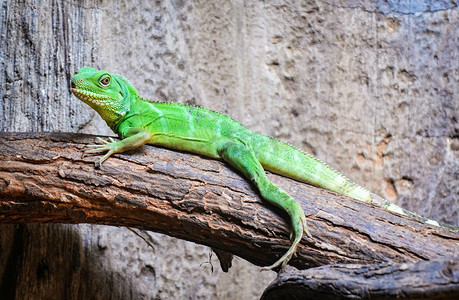 绿背景摄影照片_中国绿水龙在树枝树/大蜥蜴绿鬣蜥—Physignathus cocincinus