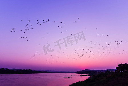 剪影日落河晚上与羊群飞行的鸟在湖紫色天空/湄公河日落亚洲