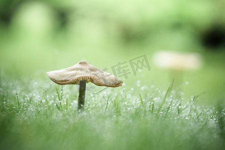 秋天的绿色草坪上的蘑菇，清晨草丛中的露水