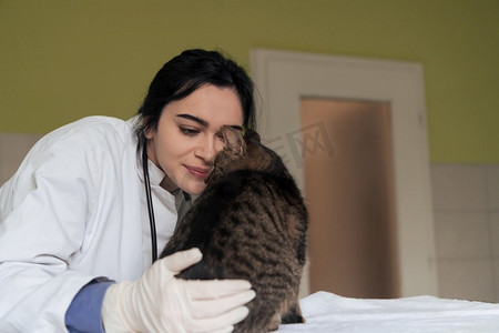 动物医学摄影照片_动物、雌性、医学、猫